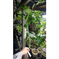 Jasminum Rex 167/1