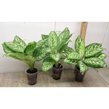 Aglaonema Platinum green A-60