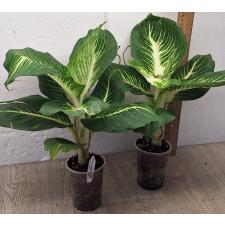 Диффенбахия Стерлинг (Компактная форма) / Dieffenbachia Sterling (Compact form)