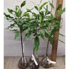 Сизигиум ароматикум. / Syzygium aromaticum (Гвоздичное дерево)