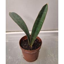 Sansevieria hallii Blue Bat