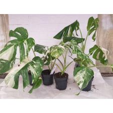 monstera deliciosa variegata от 5 листьев 12 cm pot