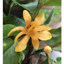 Михелия чампака карликовая (Индонезия) / Michelia champaca Dwarf (Indonesia) 206