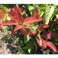 Фикус сп.(Т22) Накорн Фантом, Таиланд /  Ficus sp.(T33) Nakorn Pathom Thailand 116