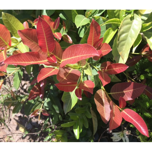 Фикус сп.(Т22) Накорн Фантом, Таиланд /  Ficus sp.(T33) Nakorn Pathom Thailand 116