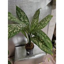 Dieffenbachia White Blizzard в  горшке 2500р