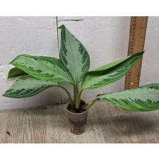 Aglaonema Silver Bay