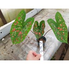 Caladium 3 горшок 12 см