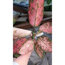 Aglaonema Lum Sum 23А
