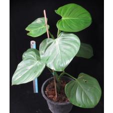 Philodendron sp.(T05) Heart leaf (microstictum)