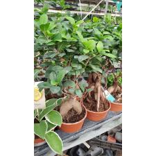 Ficus microcarpa caudex 14 cm pot