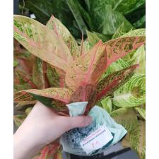 Aglaonema P-9 Ruay Lonfa