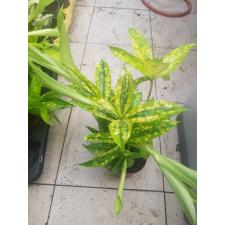 Dracaena Surculosa 'mike' 12 cm pot