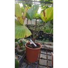 Licuala grandis 170/1