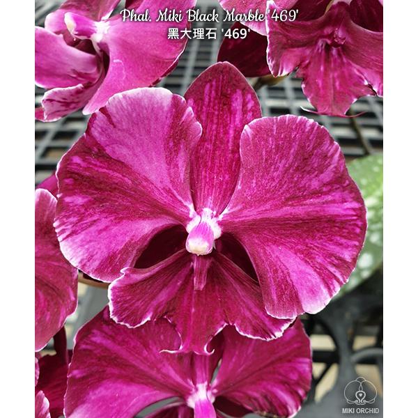 Фаленопсис Мики Черный Мрамор "469" / Phal. Miki Black Marble '469'