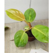 Philodendron sp yellow (дынька) т pot