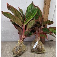 Аглаонема Аврора - Красная / Aglaonema Aurora - Red A-7
