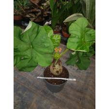 Jatropha Podagrica pot 13 cm