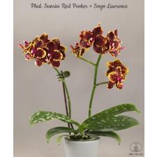 Phal. Sunrise Red Peoker x Sogo Lawrence 2.5" B17 octob