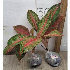 Аглаонема МонгколМани. / Aglaonema MongkolManee A-57