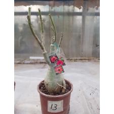 Adenium sp. 13