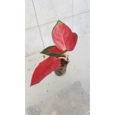 Aglaonema Sooksom Jaipong (green margin)125