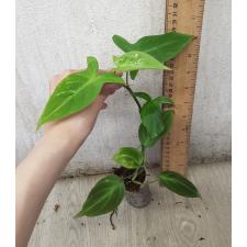 Philodendron camposportoanum