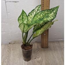 Aglaonema SP-13 Galaxy Green star стакан