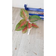 Aglaonema Treasure of Siam 67 (май 2023) уценка 1100р
