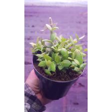 Dischidia Vidalii 10 см pot