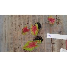 Caladium 30.04 a-9