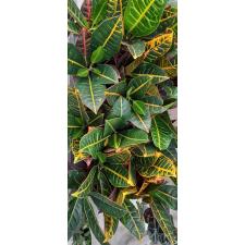 Codiaeum Gr Petra 9 cm pot