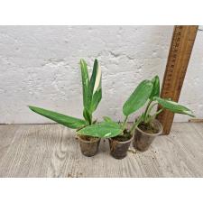 Филодендрон гиттиферум кобра варегатная / Philodendron guttiferum cobra variegata
