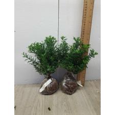 Murraya paniculata 'Min-a-Min' Dwarf (Japan) 175