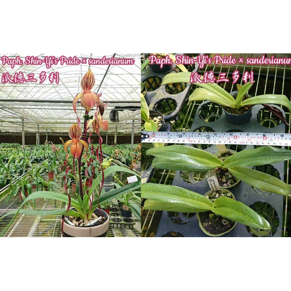 Папхиопедилум Шин-Юи Прайд х сандерианум / Paph. Shin-Yi's Pride x sanderianum