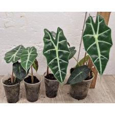 Алоказия Полли / Alocasia Polly (S)