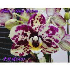 Phal. I-Hsin Weston 2.5" B34 april