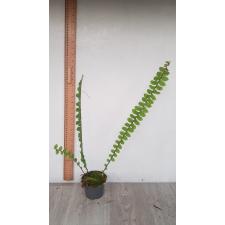 nephrolepis exaltata butterfly 450p