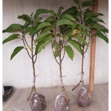 Michelia champaca Dwarf (Indonesia) 206