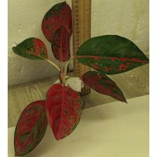 Аглаонема Ред Очин / Aglaonema Red Ochin A-138