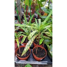 codiaeum gold star уценка