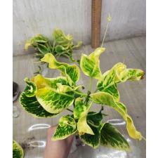 Codiaeum A17 Doi Pui