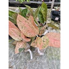 Aglaonema sp. Sapmongkon orange мох 2500р