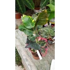 Codiaeum Tak Bai pot