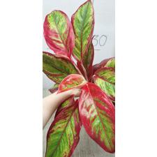 Aglaonema Rich no.2 A-63
