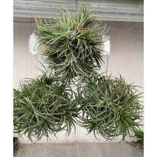 tillandsia ionantha ball 