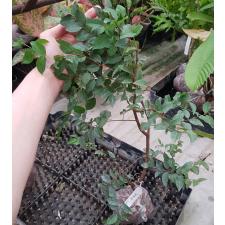 Myrciaria cauliflora (Brazilian Grape tree) 234