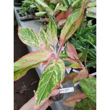 Aglaonema Siam Aurora (white variegated 61 распродажа