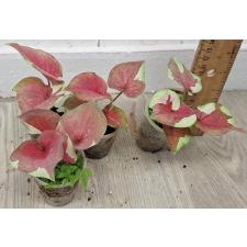 Каладиум сп. С-8 / Caladium sp C-8