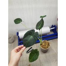 Alocasia Regal Shields стакан 650р